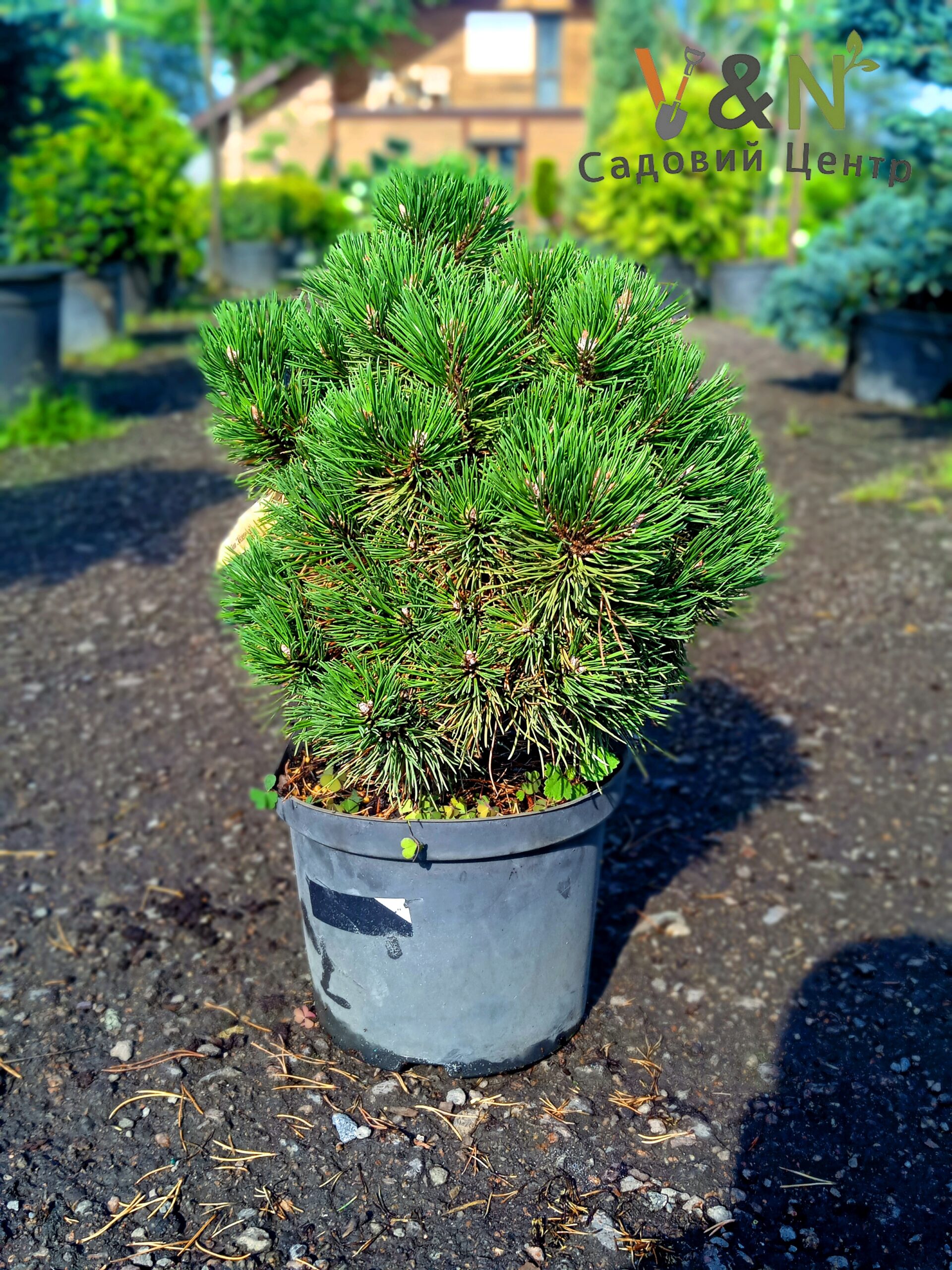 Сосна крючковата Хейдеперл, Pinus Uncinata Heideperle С10