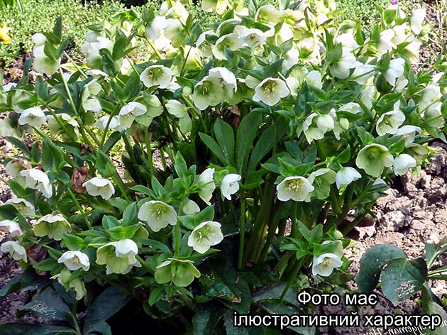 Морозник в ассортименті, Helleborus orientalis Double White С3