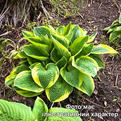 Хоста Вайд Брим, Hosta Wide Brim С3 Н50
