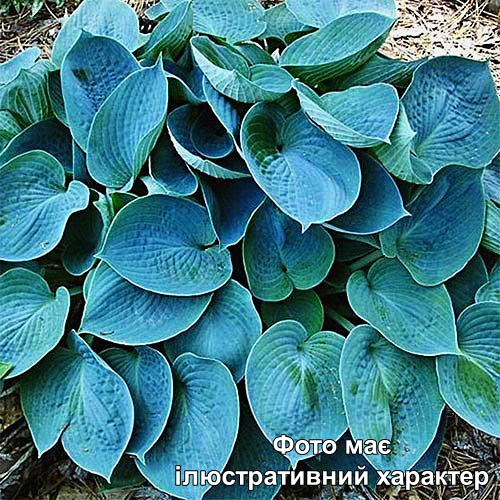 Хоста 'Блю Кадет', Hosta 'Blue Cadet' С3 Н50