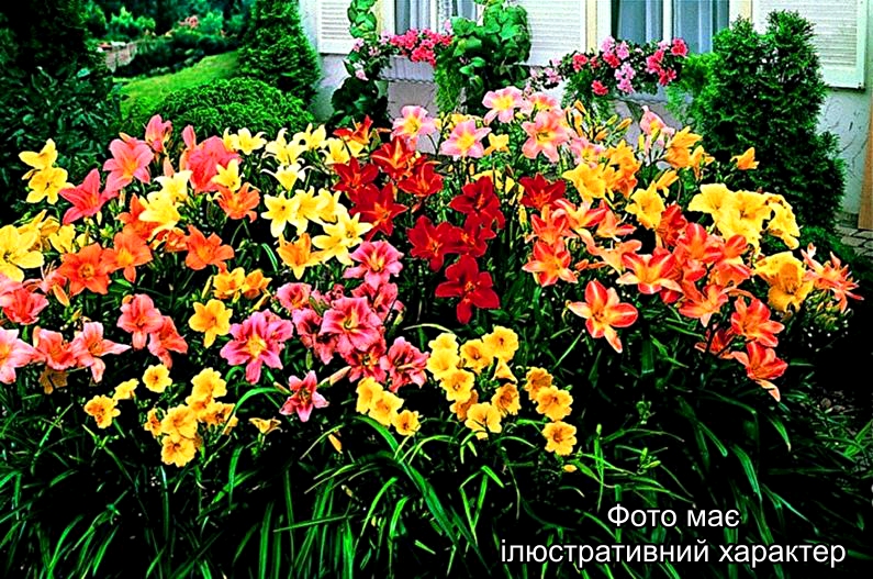 Лілійник в асортименті, Hemerocallis С3-5