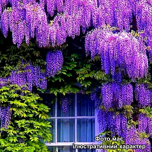Вістерія рясноквітуча, Wisteria floribunda C3