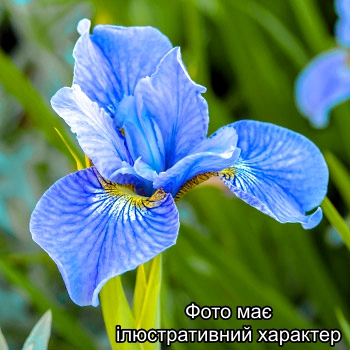 Ірис сибірський 'Блау', Iris sibirica Blau C2