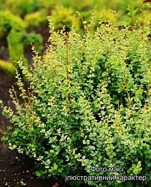 Барбарис тунберга 'Келлеріс', Berberis thunbergii 'Kelleriis' C5 H60 - Зображення 2