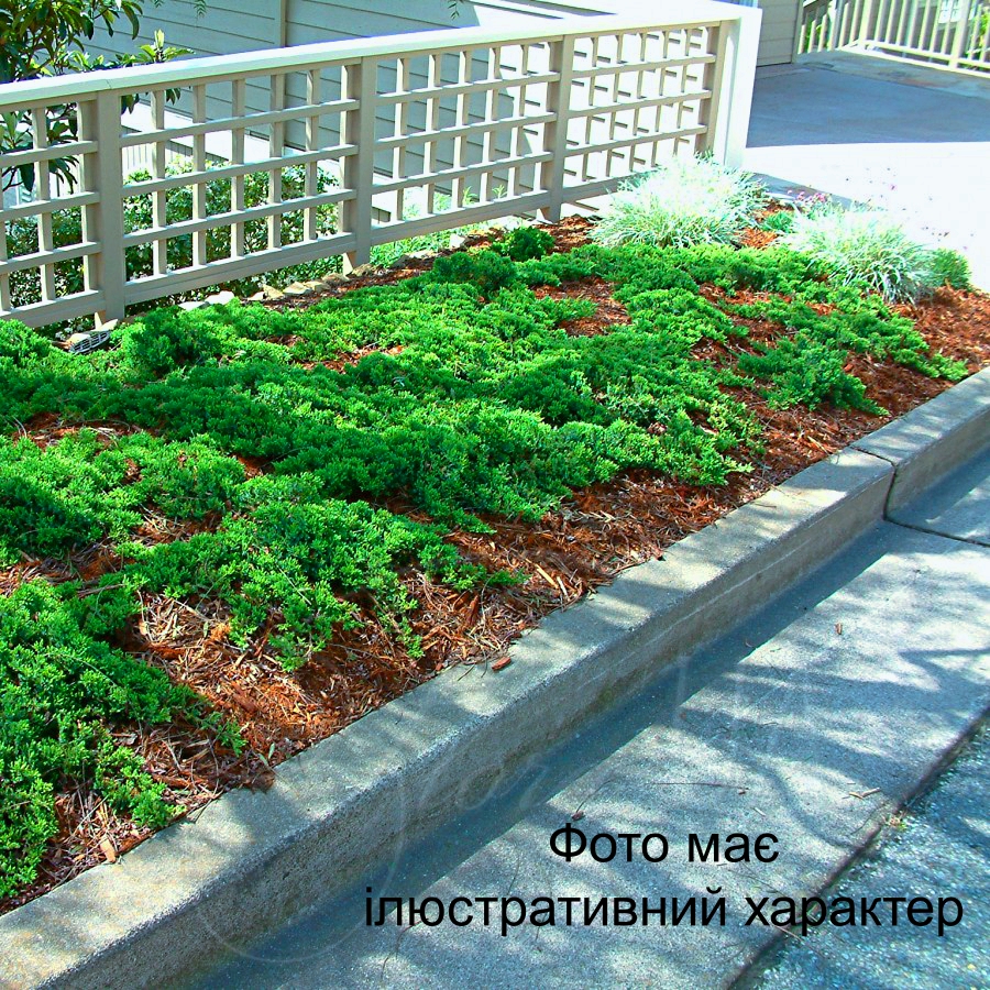 Ялiвець лежачий 'Прокумбенс Нана', Juniperus 'Procumbens Nana' С2 W20 - Зображення 2