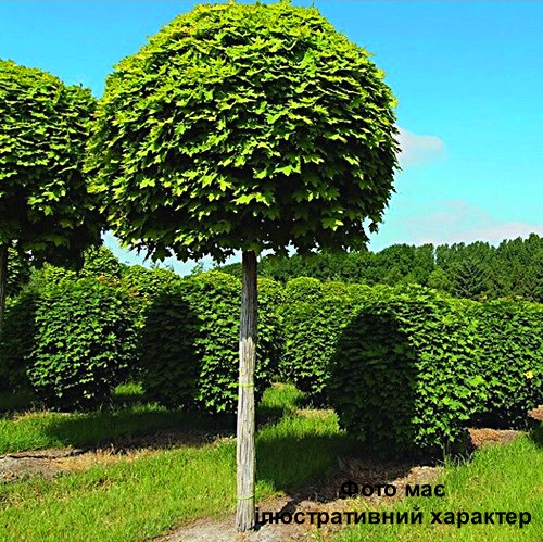 Клен гостролистий 'Глобозум', Acer platanoides 'Globosa' С25, Н220, обх.10-12 - Зображення 2