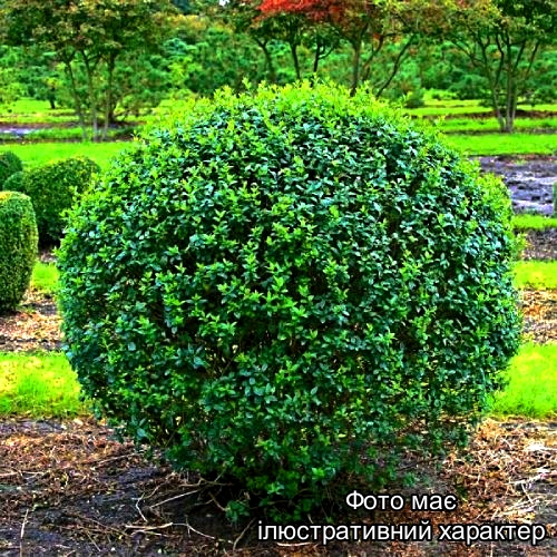 Лігуструм, Ligustrum Ø80, ком