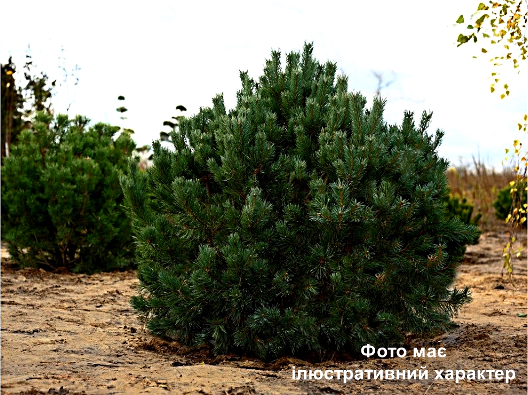 Сосна звичайна 'Ватереррі', Pinus sylvestris 'Watereri' С10 Н40/50
