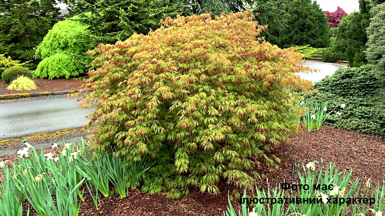 Клен пальмолистий "Айс Драгон", Acer pseudosieboldianum "Ice Dragon" C12, 130-140