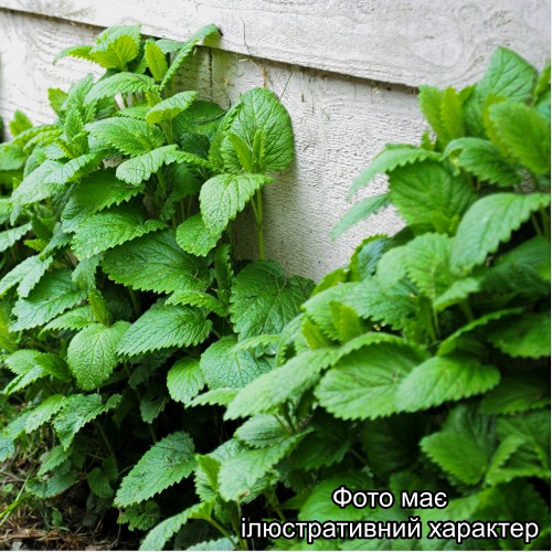 Меліса лимонна, Melissa officinalis C3