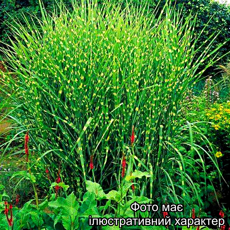 Міскантус китайський 'Зебрінус', Miscanthu ssinensis 'Zebrinus' C3 - Зображення 2