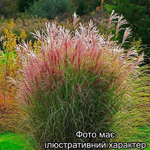 Міскантус китайский 'Фернер Остен', Miscanthus sin. 'Ferner Osten' C2, H30-40