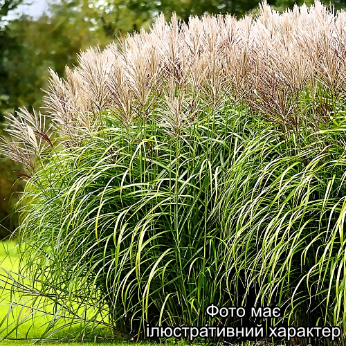 Міскантус китайський "Морнінг Лайт",Miscanthus sin. 'Morning Light' C3