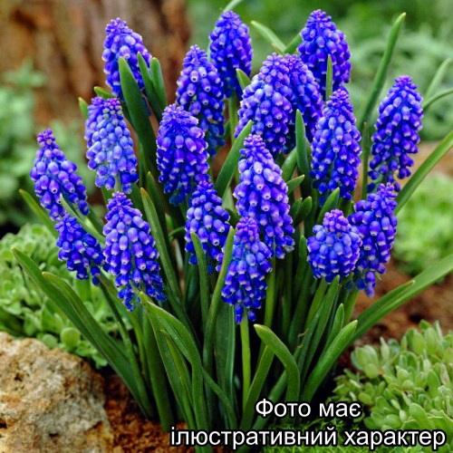 Мускарі, Muscari C2