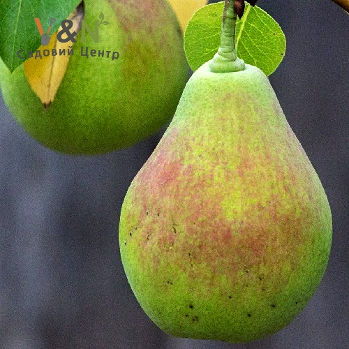 Груша Парижанка, Pyrus communis Paryzhanka C10, Н150-170