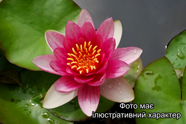 Німфея "Рубра", Nymphaea 'Pygmaea Rubra' Р9