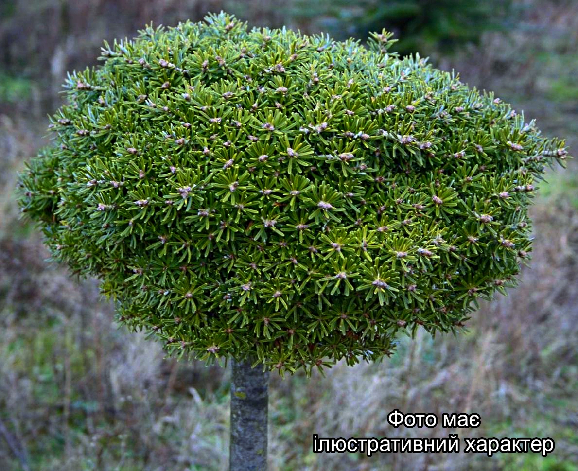 Ялиця корейська 'Крістал Кугель' (НА ШТАМБІ), Abies koreana Kristalкugel C5, Pa40