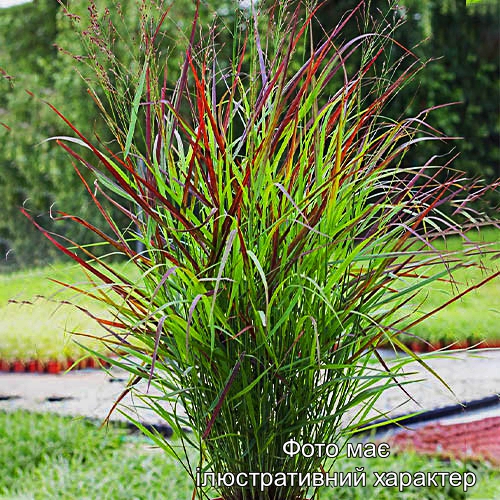 Просо "Shenandoah", Panicum virgatum 'Shenandoah С3