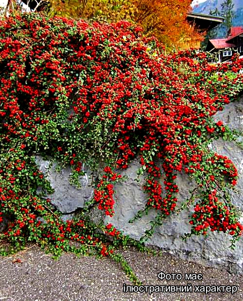 Кизильник гібридний Корал Бьюті, Cotoneaster x suecicus Coral Beauty С3 Н30/35 - Зображення 2