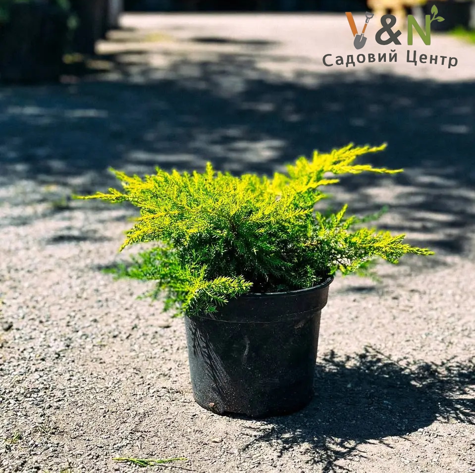 Ялівець сереній "Голд Кіссен", Juniperus x media 'Gold Kissen' С2