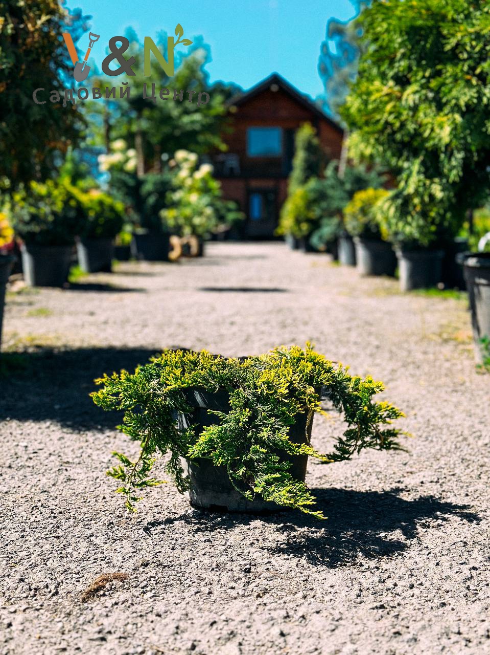 Ялівець горизонтальний "Голден Карпет", Juniperus horizontalis Golden Carpet C7.5 W35/40