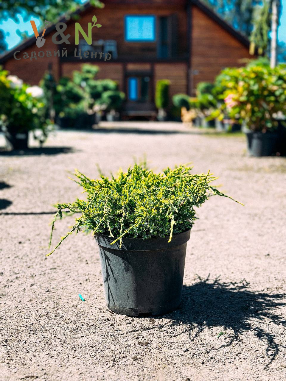 Ялівець лускатий 'Холгер', Juniperus squamata 'Holger' С5 W30-40