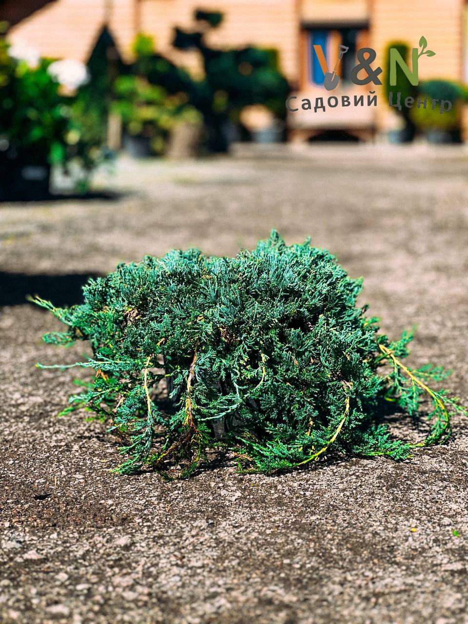 Ялівець повзучий 'Вілтоні', Juniperus horizontalis 'Wiltonii' С5, W30-40