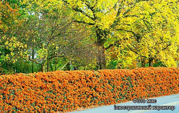 Піраканта "Оранж Глоу", Pyracanta "Orange Glow" C2, 40-50 - Зображення 2