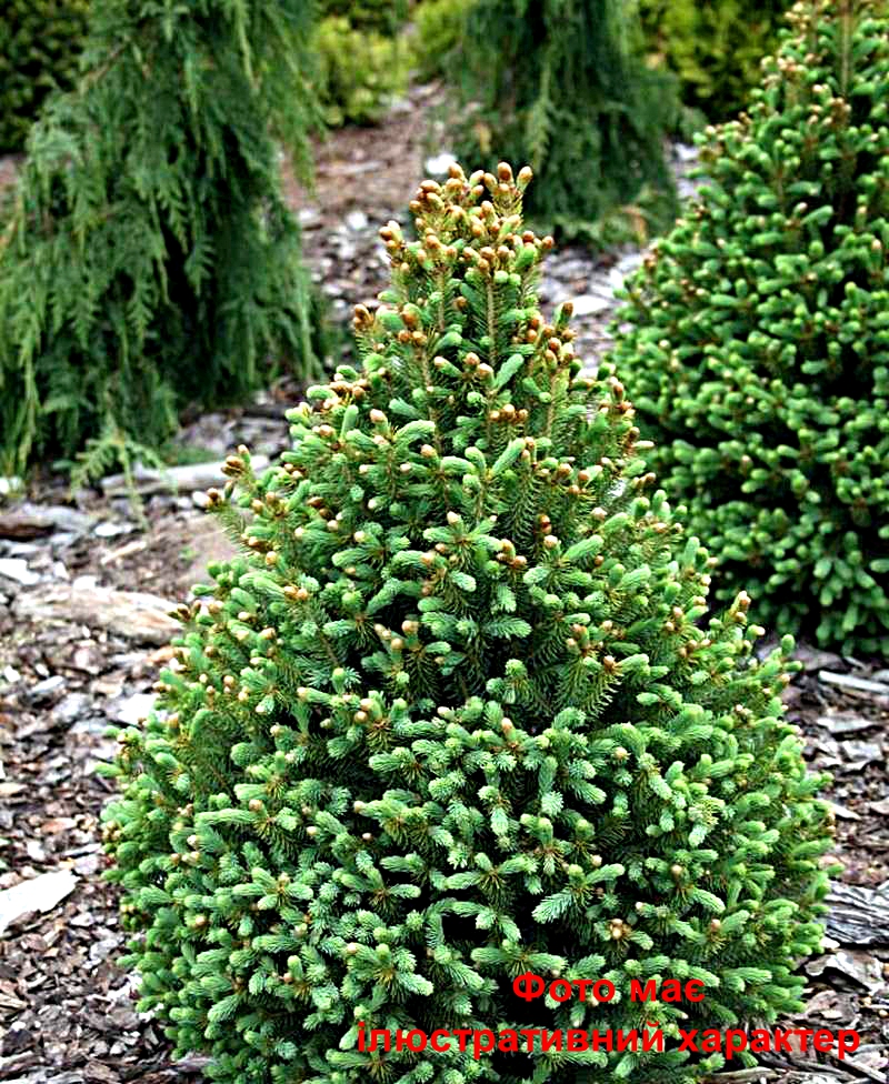 Ялина канадська Пірамідаліс, Picea glauca Pyramidalis C10, H30-40