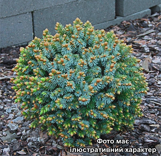 Ялина сітхинська "Певе Вейз", Picea sitchensis Peve Wiesje C5, D30-40