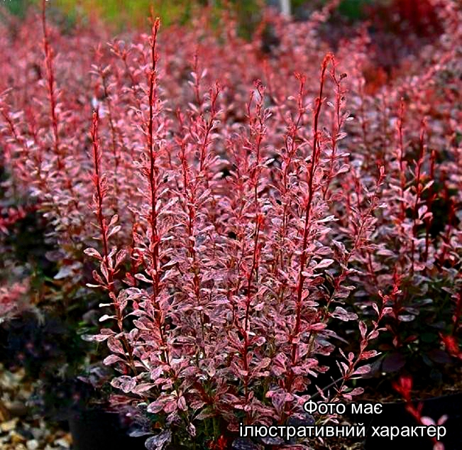 Барбарис тунберга "Розі Рокет", Berberis thunbergii "Rosy Rocket" С25 H80