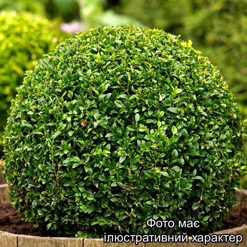 Самшит вічнозелений ( у формі КУЛІ ), Buxus sempervirens D60+, ком