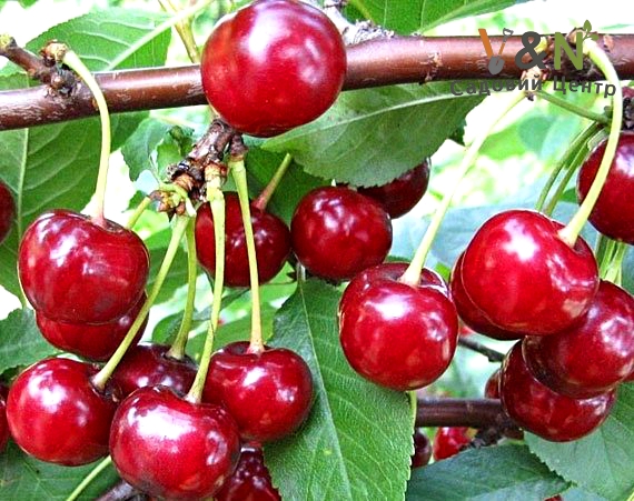 Вишня Шпанка, Prunus cerasus Shpanka C10, H160-180, 3 річна