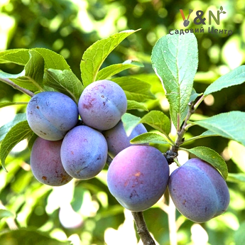 Слива Хромова пізня, Prunus C10, Н150-170