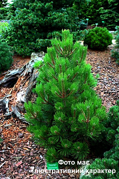 Сосна білокора "Компакт Джем", Pinus leucodermis "Compact Gem" C3, H25/30