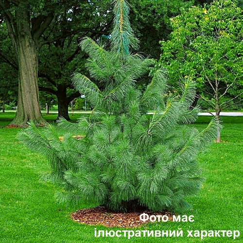 Сосна гімалайська, Pinus wallichiana C3, H25/30