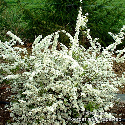 Спірея тунберга 'Фуджіно Пінк', Spiraea thunbergii 'Fujino Pink' C20, H80+