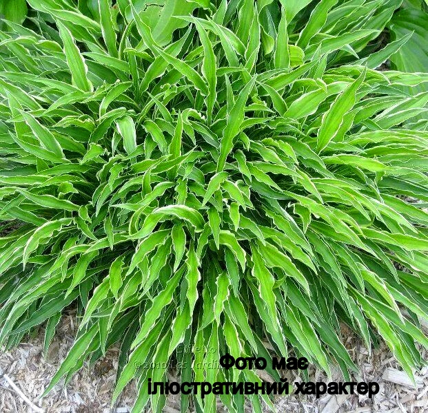 Хоста гібридна Стілетто, Hosta hybrida Stiletto С3 Н50