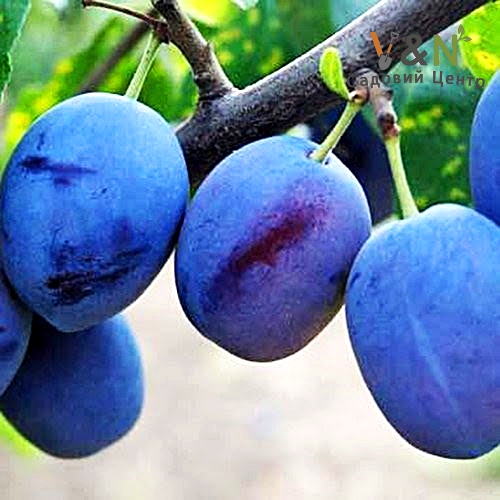 Слива Президент, Prunus President C10, Н150-170