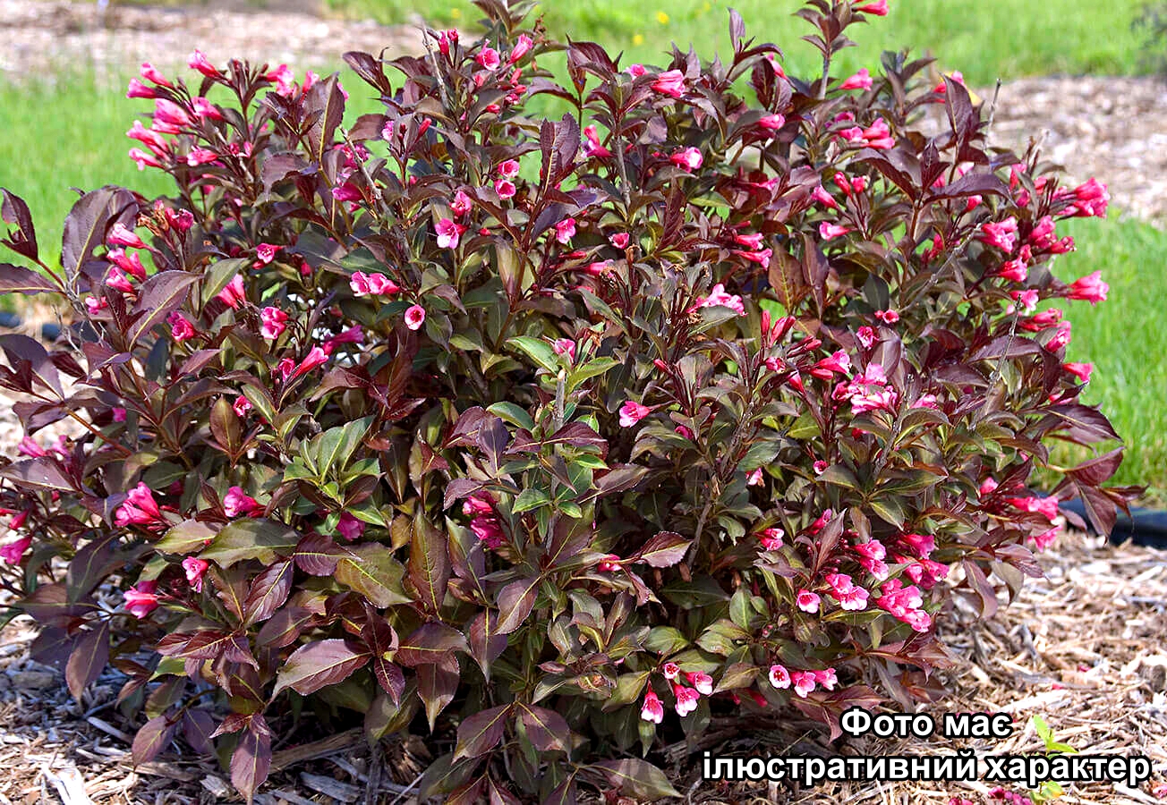Вейгела квітуча "Танго", Weigela florida "Tango" С5 Н40/50