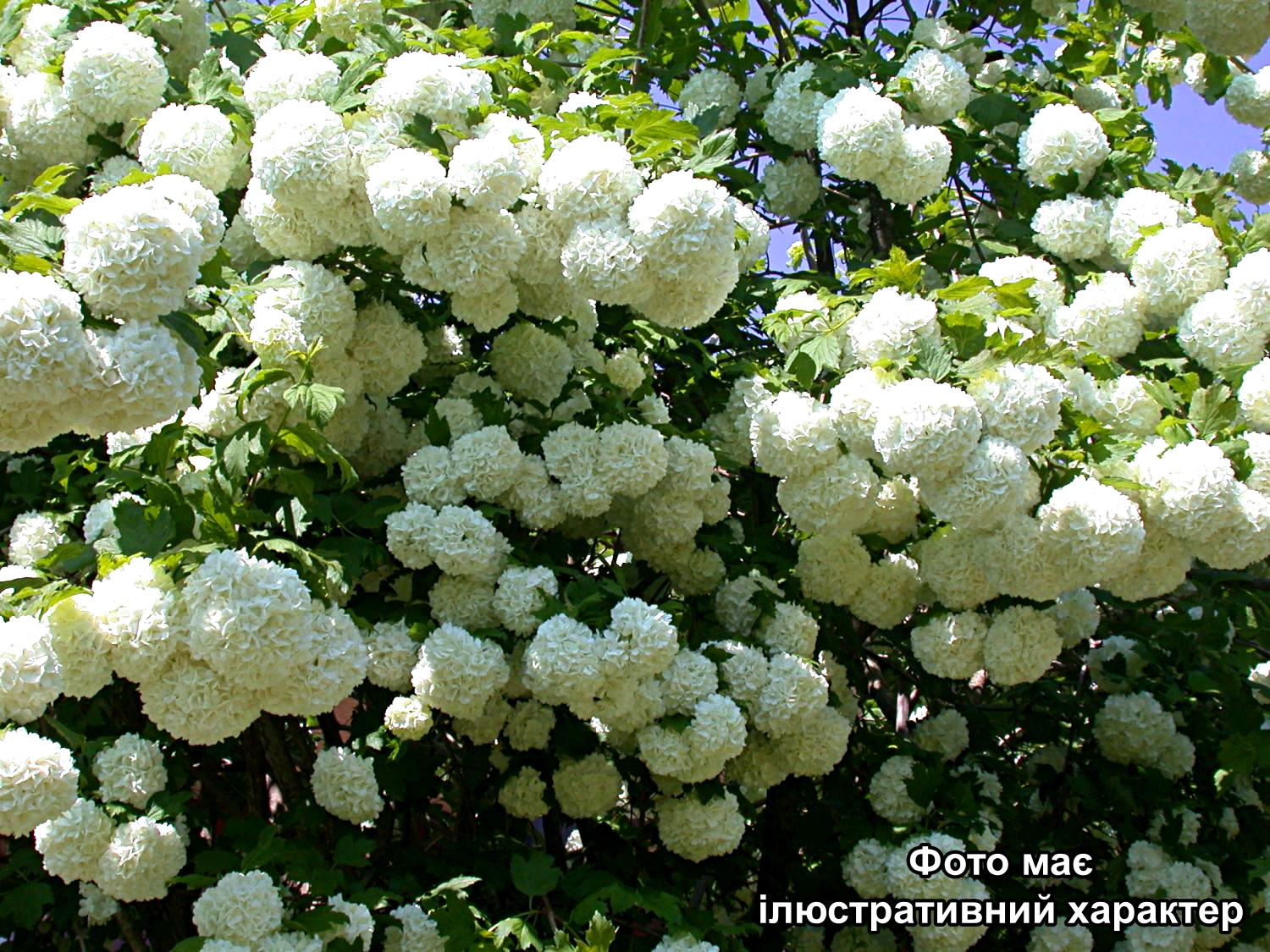 Калина Бурквуда, Viburnum x burkwoodii С15 H60-80