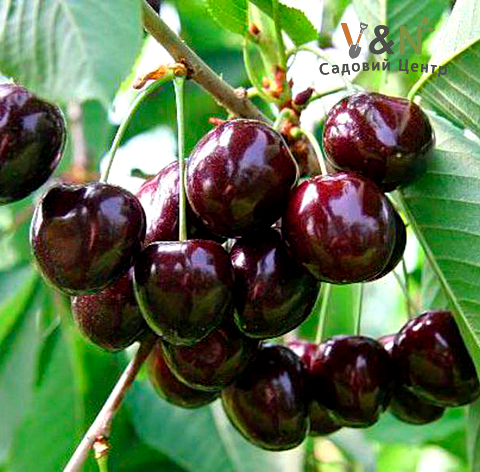 Вишня Володимирівська, Prunus cerasus 'Vladimirovka' C10, Н150-170
