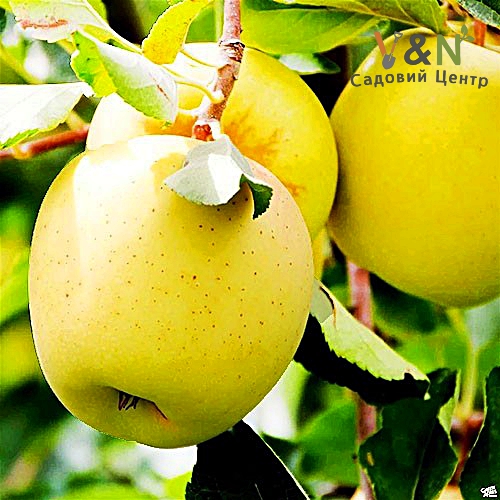 Яблуня Голден Делішес, Malus domestica 'Golden Delicious' C10-15, H140-170, 3 річна