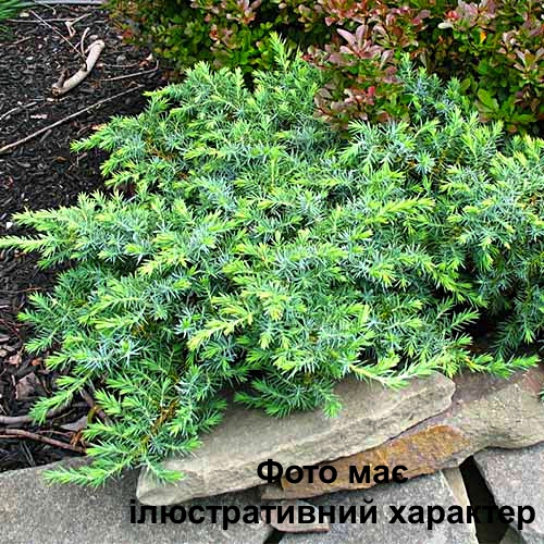 Ялівець прибережний Шлагер, Juniperus conferta Schlager С5 W30-40 - Зображення 2