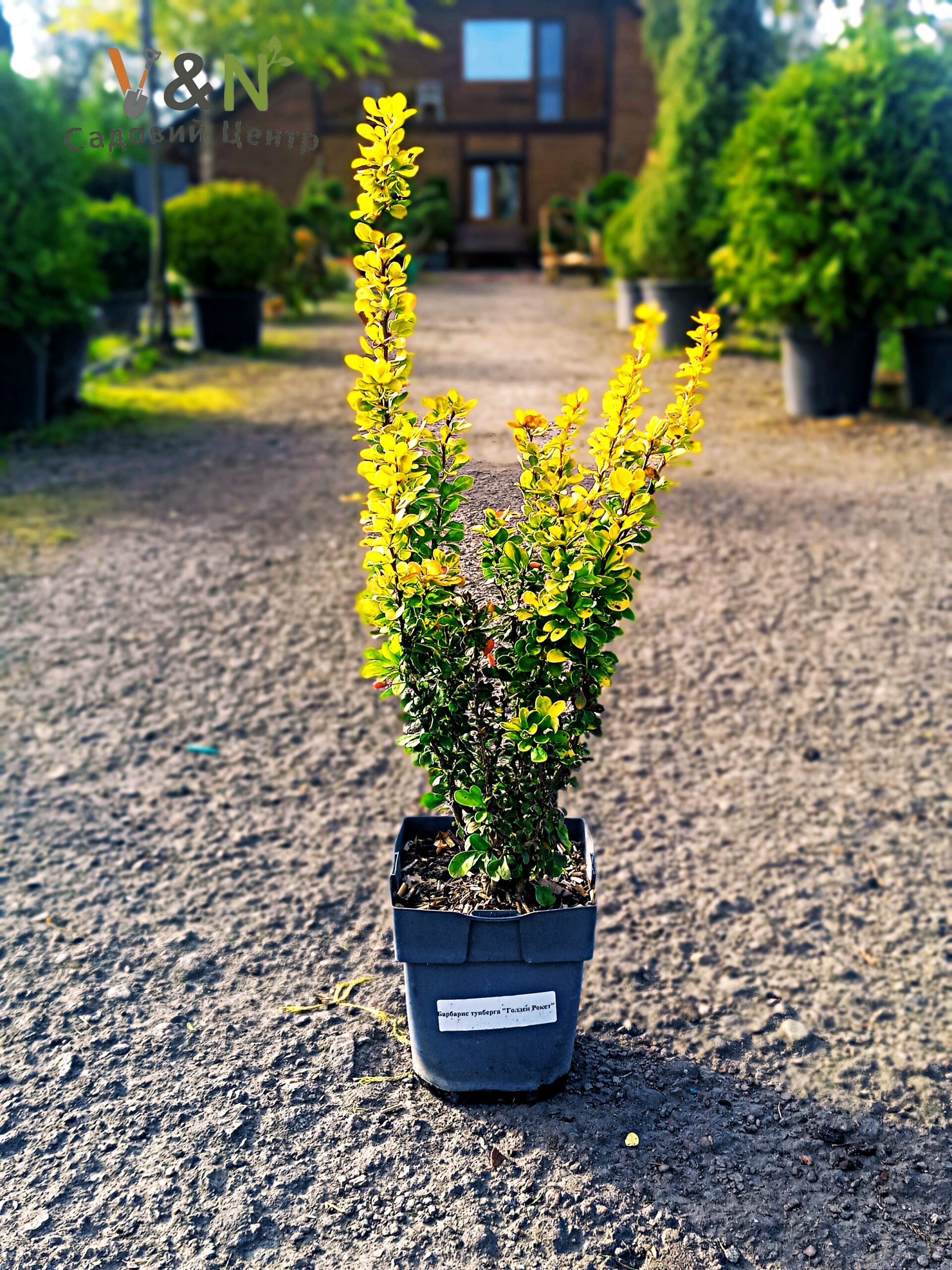 Барбарис тунберга 'Голден Рокет', Berberis thunbergii 'Golden Rocket' С5 Н30/35