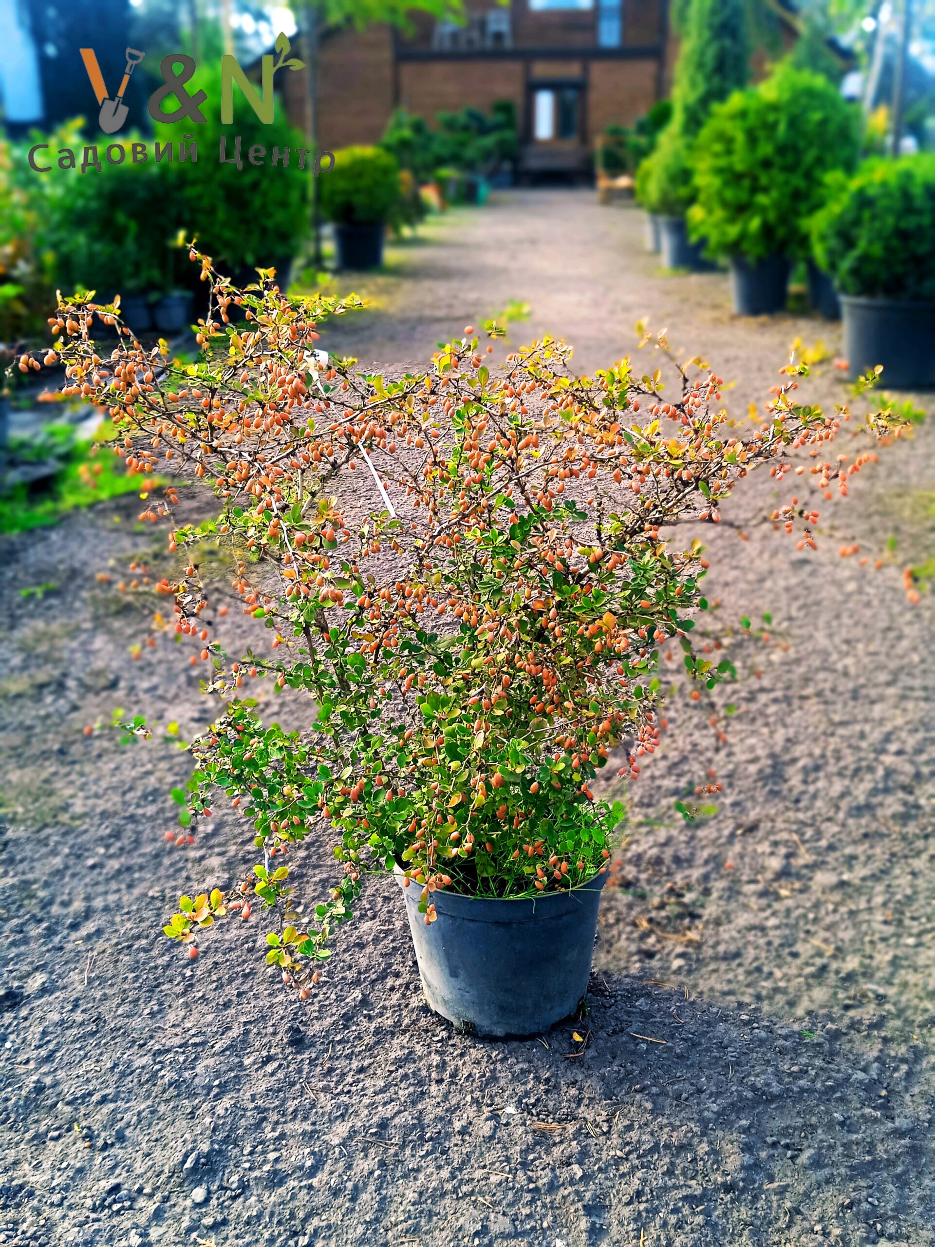 Барбарис тунберга 'Келлеріс', Berberis thunbergii 'Kelleriis' C5 H60