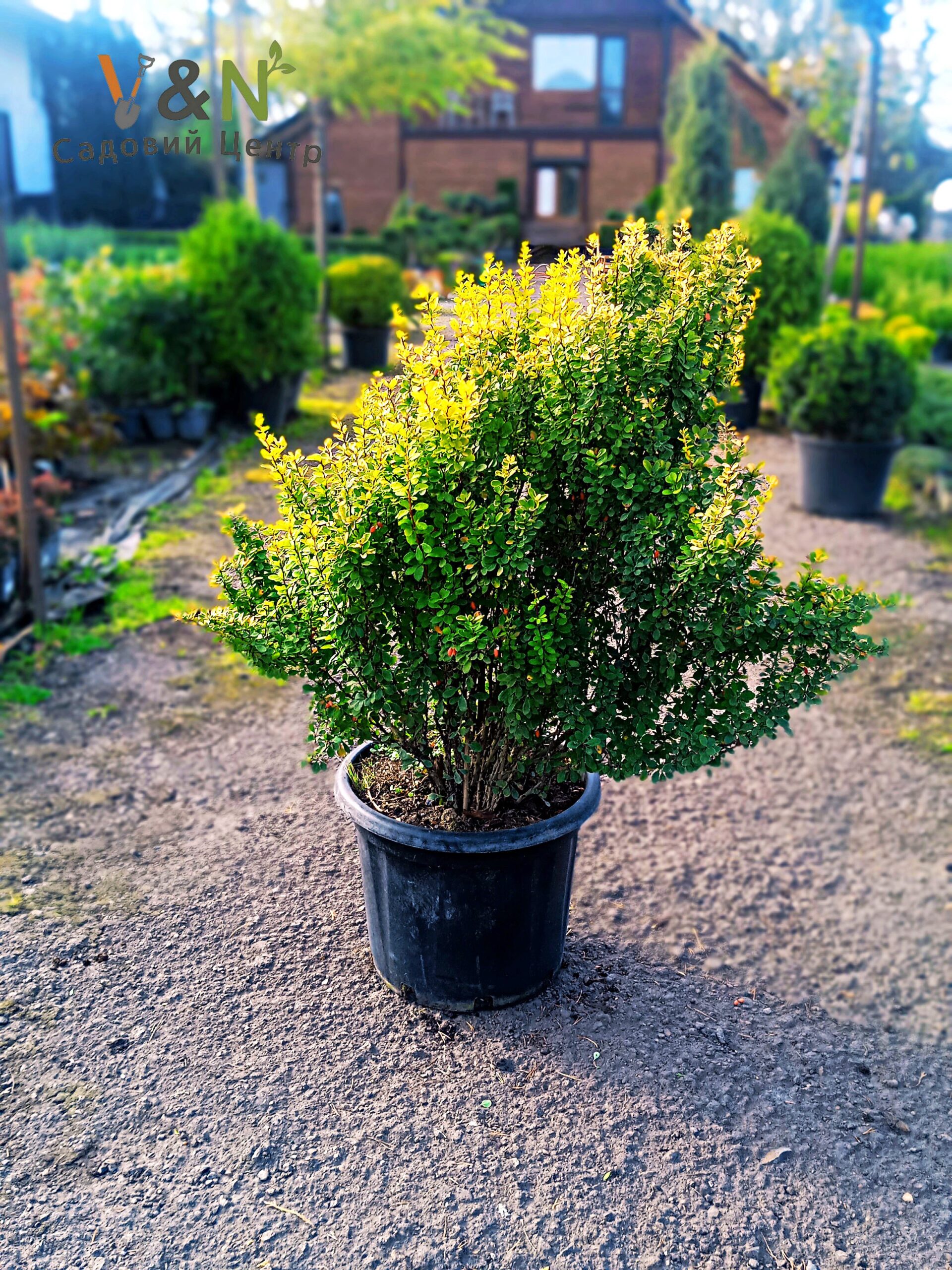 Барбарис тунберга "Поувов", Berberis thunbergii "Powwow" С2 Н40/50