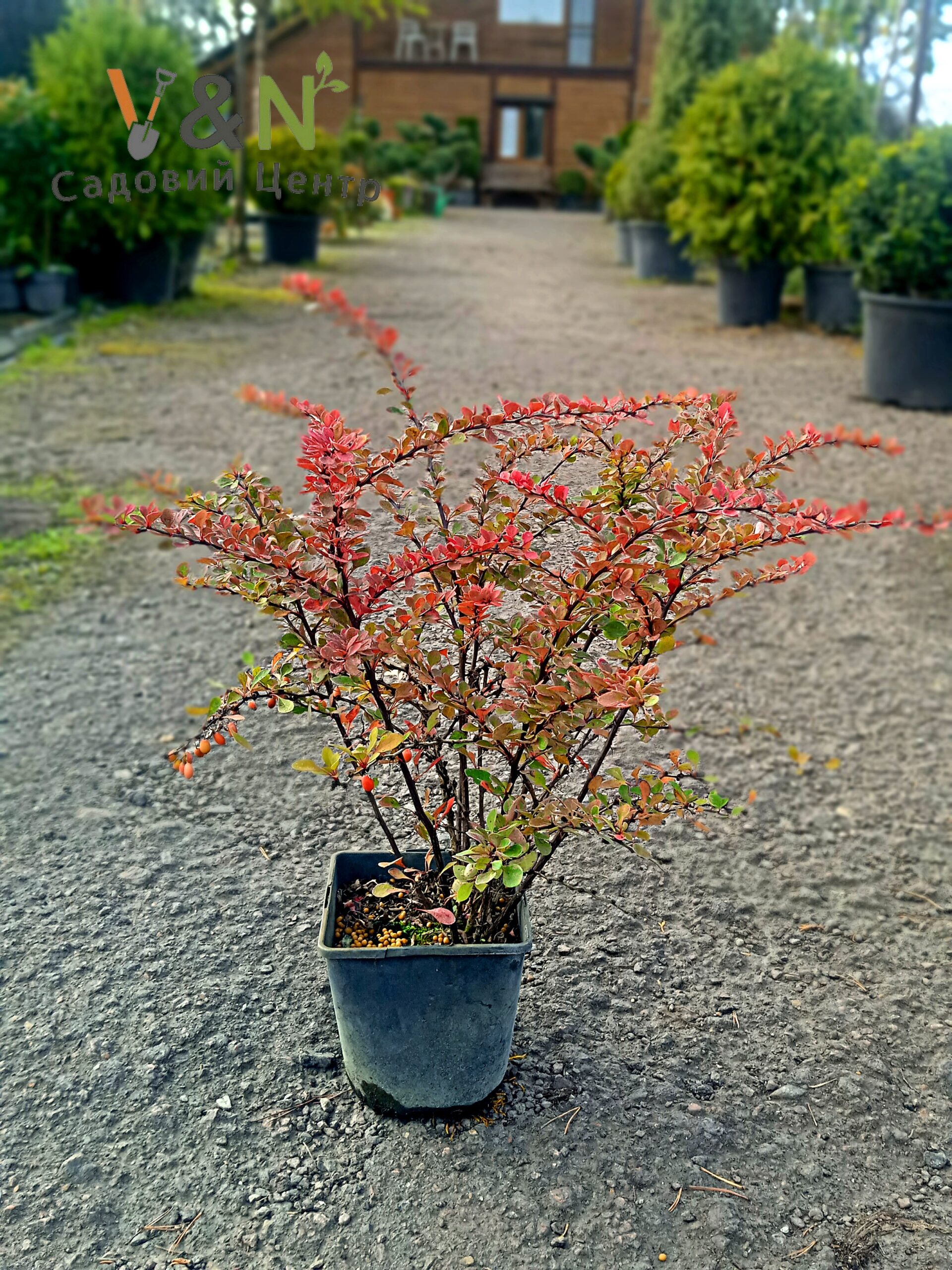 Барбарис тунберга "Старберст", Berberis thunbergii "Starburst" С5 Н30/40