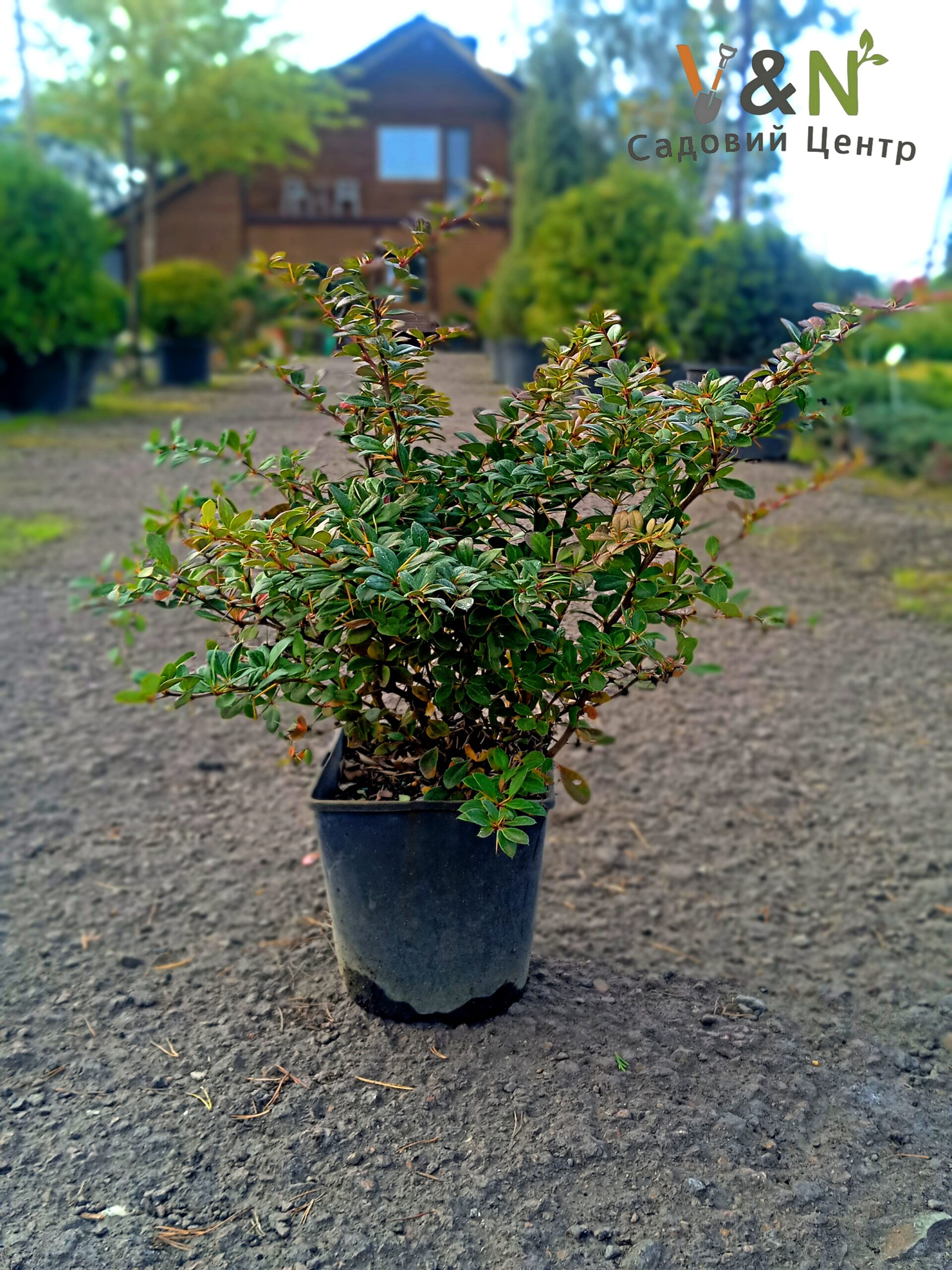 Барбарис фриката Амстелвен, Berberis frikartii Amstelveen C3, Н20/25