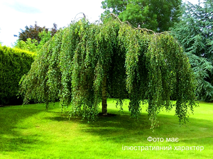 Береза плакуча 'Юнгі', Betula pendula 'Youngii' С25 Pa160-180